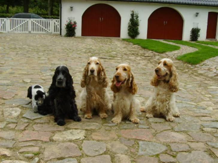 Cocker spaniel Queenie (kaldenavn) - Tv.Chica`s hvalp,Chica,Tilde,Queenie,Molly(Queenie´s kuldsøster) billede 8