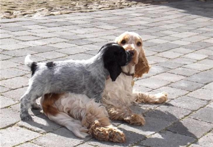 Cocker spaniel Queenie (kaldenavn) - Queenie gi`r  gerne et kys... billede 9