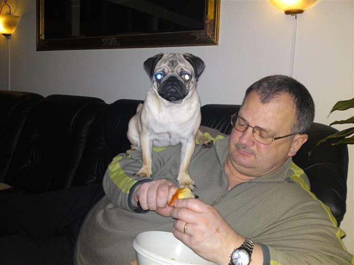 Mops Tyson - Elsker at sidde på fars skulder og vi hygger os med æbler mumms:) billede 6