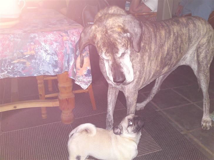 Mops Tyson - Ja ja, heller lille og vågen end stor og doven billede 7