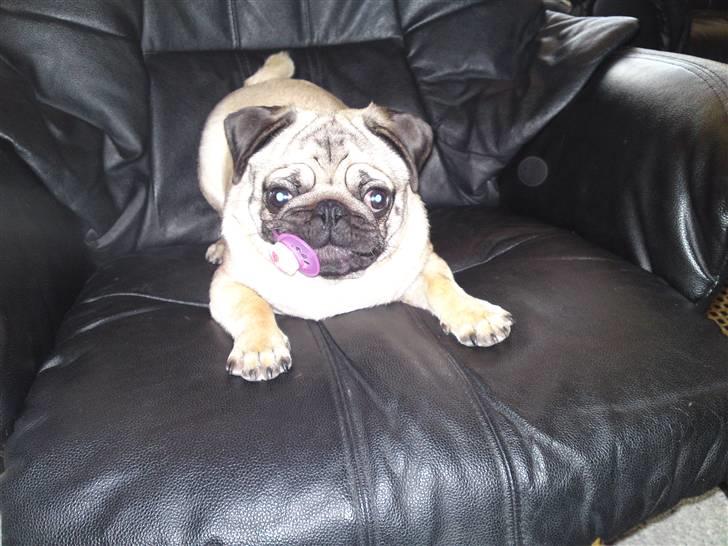 Mops Tyson - Glem det, i får ikke min sut, niks niks billede 8