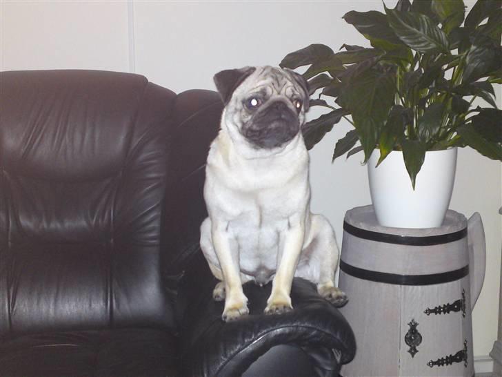 Mops Tyson - Elsker at sidde på armlænet billede 9