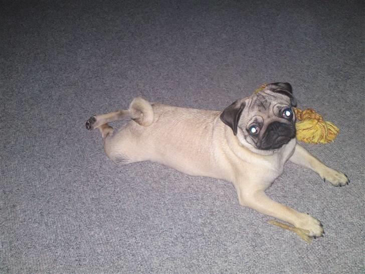 Mops Tyson - Skulle være sundt at strække sig helt ud engang imellem billede 10