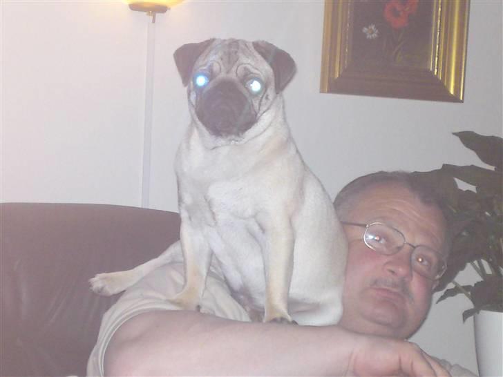 Mops Tyson - Ja ja far, jeg skal jo os``være her billede 11