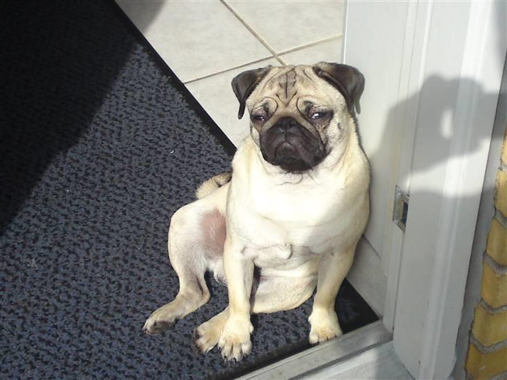 Mops Tyson - Elsker solen billede 12