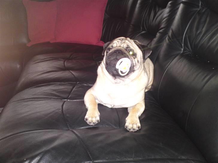 Mops Tyson - Yeps, det er mig med sutten billede 13