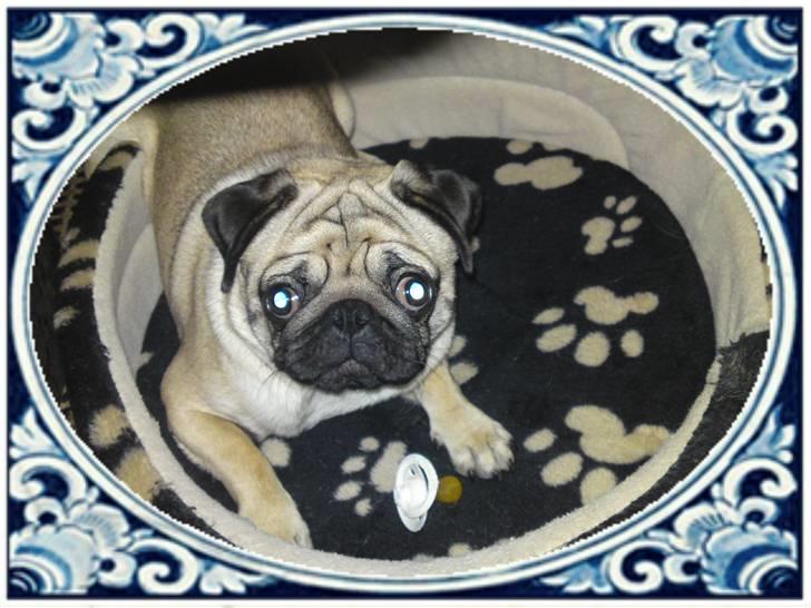 Mops Tyson - Mor syntes lige der skulle en ramme omkring. billede 14