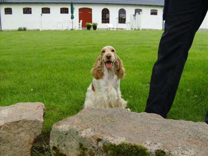 Cocker spaniel Queenie (kaldenavn) - Smilende Queenie.Hun er akkurat lige så glad og tilpas som hun ser ud her på billedet :-) billede 10