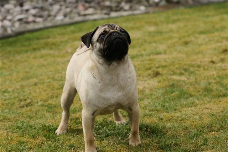 Mops Tyson billede 16