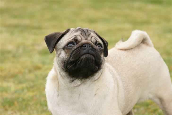 Mops Tyson billede 17