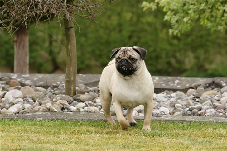 Mops Tyson billede 18