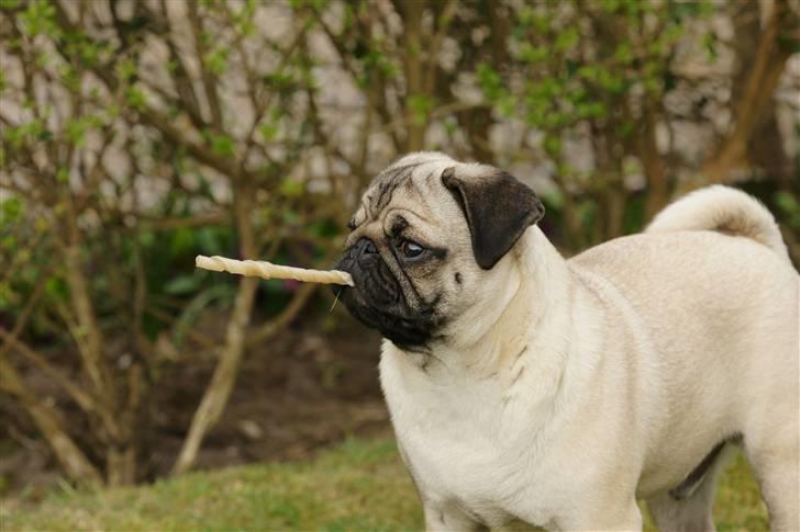 Mops Tyson billede 20