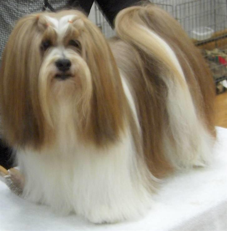 Lhasa apso Khantöma-Ri Fujiyama  billede 13