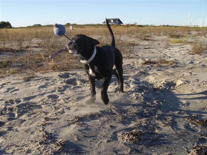 Blanding af racer gala billede 18