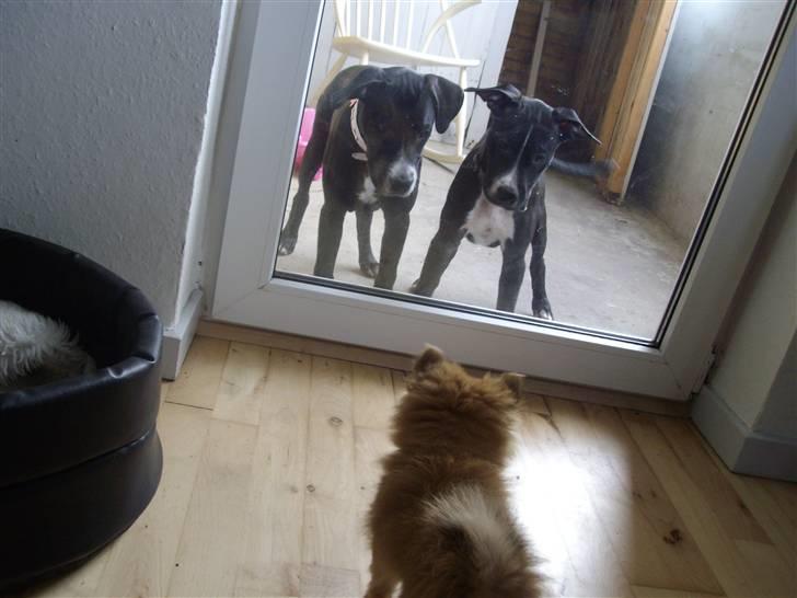 Blanding af racer gala - Må vi ikke godt komme ind til den søde lille hund! billede 19