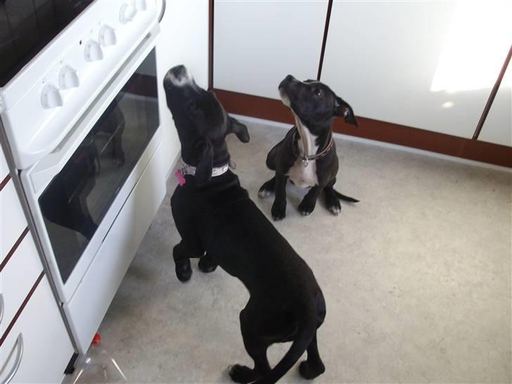 Blanding af racer gala - Er det mon lever vi kan lugte. billede 20