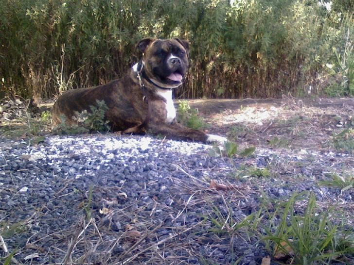 Blanding af racer Teico billede 1