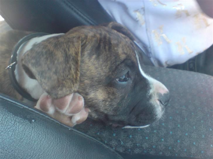 Blanding af racer Teico - Lige blevet hentet 10 uger gammel billede 2