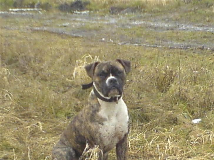 Blanding af racer Teico billede 3