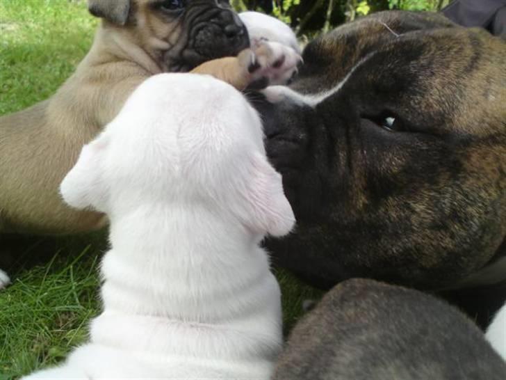 Blanding af racer Teico - Den stolte far billede 4