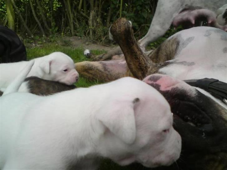 Blanding af racer Teico - Den stolte far leger med de nye små billede 5