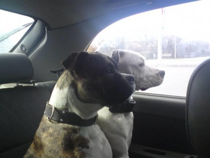 Blanding af racer Teico billede 6