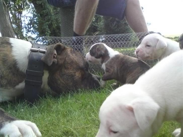 Blanding af racer Teico - Vi leger lidt med de små billede 7