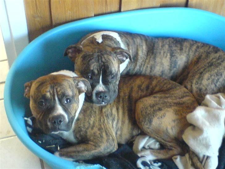 Blanding af racer Teico - Her hygger vi med brormand Enzo billede 8