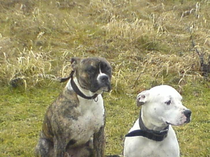 Blanding af racer Teico billede 9