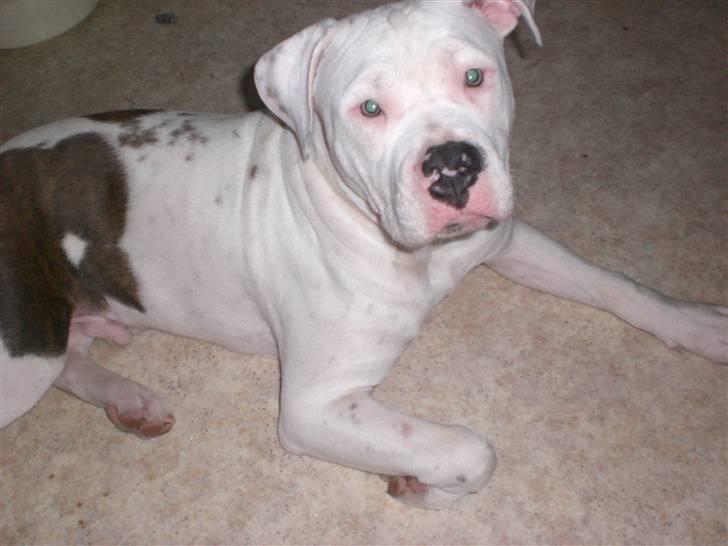 Amerikansk staffordshire terrier  R.I.P. herbie billede 1
