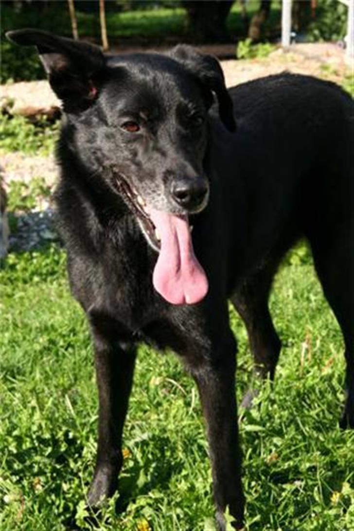 Blanding af racer Freja billede 1