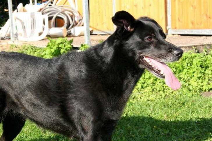 Blanding af racer Freja billede 2