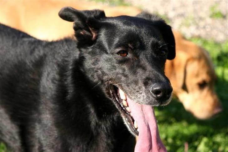 Blanding af racer Freja billede 3