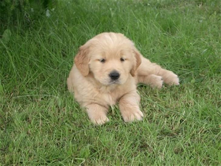 Golden retriever Bella - Tulla billede 1