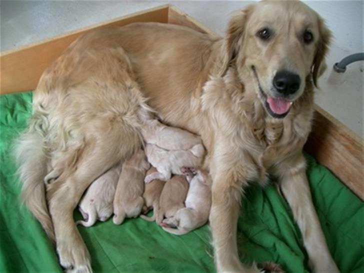 Golden retriever Bella - bella og hvalpene billede 2