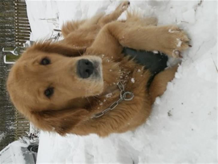 Golden retriever Bella - bella! billede 3