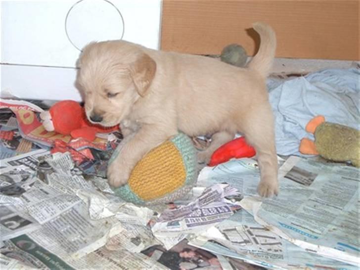 Golden retriever Bella - Denise der er legesyg :-) billede 4