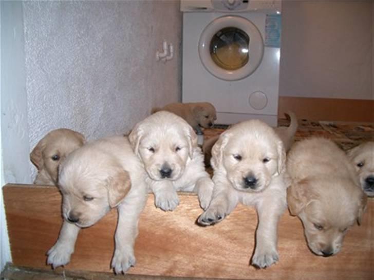 Golden retriever Bella - Haha XDD billede 5