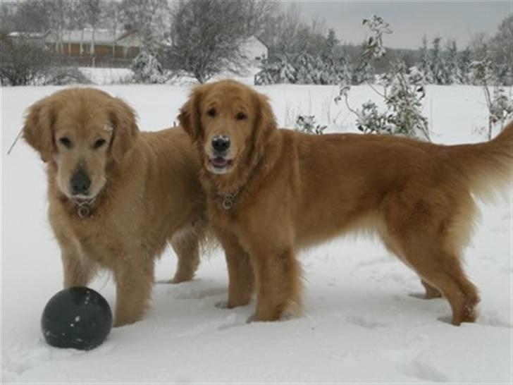 Golden retriever Bella - Far&mor :) billede 6