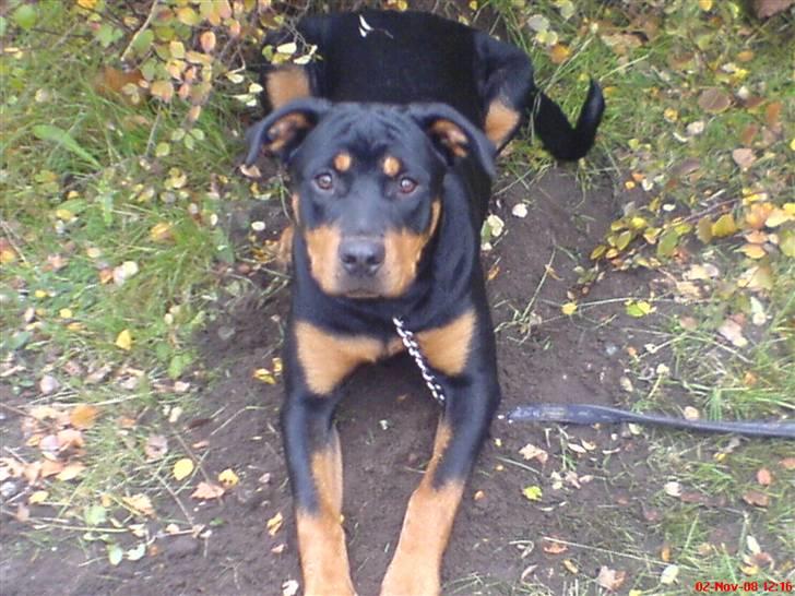 Rottweiler Zhila billede 1