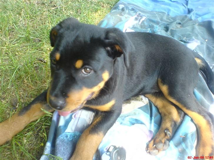 Rottweiler Zhila billede 2