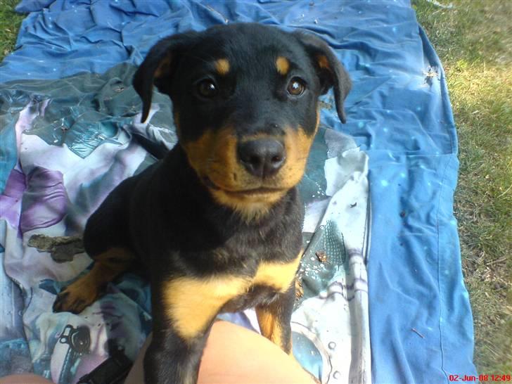 Rottweiler Zhila billede 3