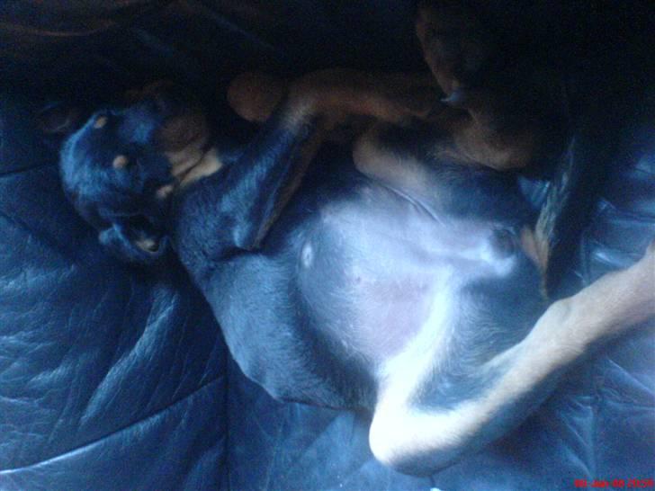 Rottweiler Zhila billede 4