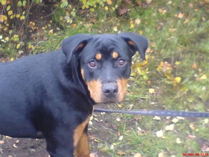 Rottweiler Zhila billede 5