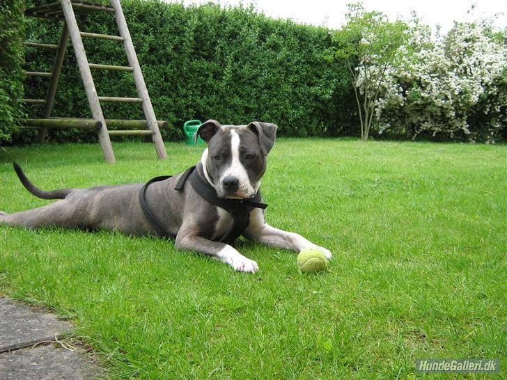 Amerikansk staffordshire terrier - Shila (Miss Blue Brindle) Himmelhund :'-( billede 9