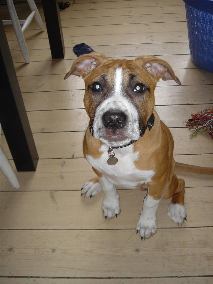 Amerikansk staffordshire terrier Tiggi - se mig :D billede 1