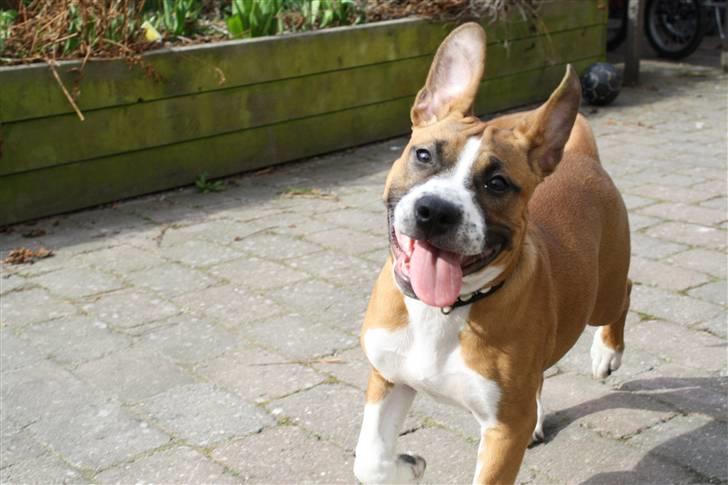 Amerikansk staffordshire terrier Tiggi - WEEE  billede 2