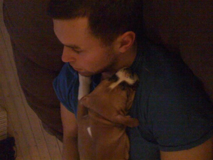 Amerikansk staffordshire terrier Tiggi - min nye far  billede 3