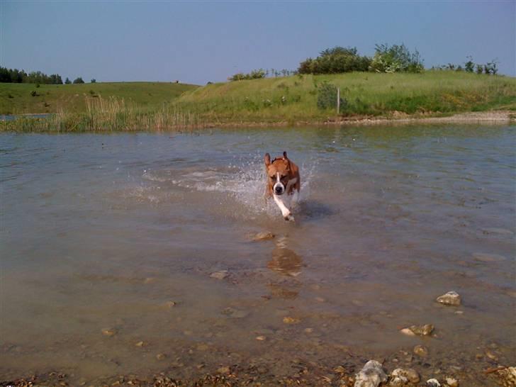 Amerikansk staffordshire terrier Tiggi - VAAAAAAAAAND ARGH billede 4