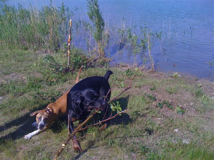Amerikansk staffordshire terrier Tiggi - Leger med Ludvig :) billede 5
